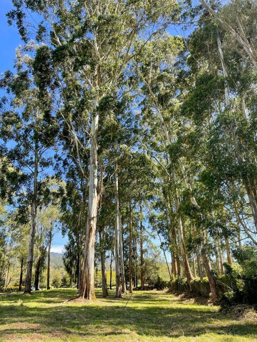 Lote en venta en Llano Grande, Rionegro, 16500 m² · foto 9 de 20