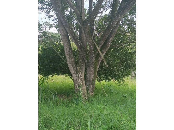 Lote en venta en Cerritos, Pereira, 2540 m² · foto 7 de 9