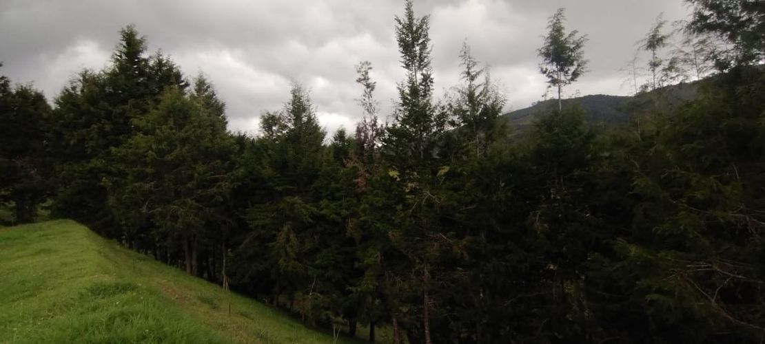 Lote en venta en San Jose, Guarne, 5492 m² · foto 8 de 20