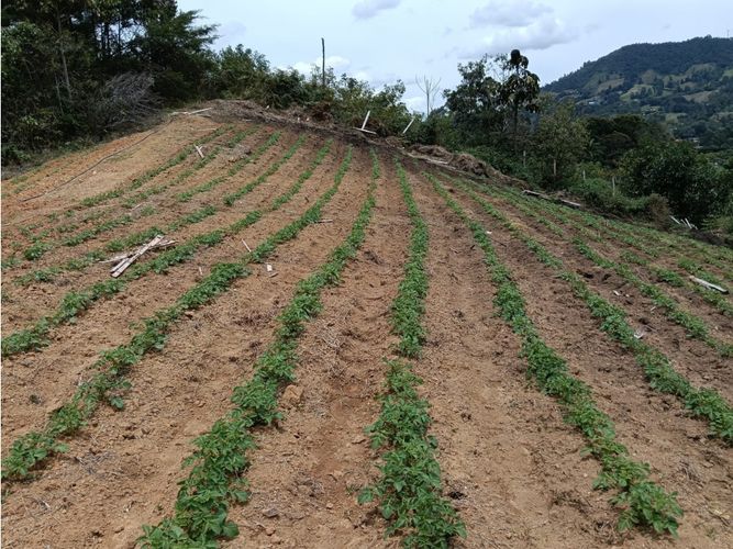 Lote en venta en Guamito, El Carmen de Viboral, 20000 m² · foto 11 de 24