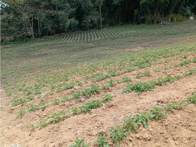 Lote en venta en Guamito, El Carmen de Viboral, 20000 m² · foto 13 de 24