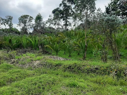 Lote en venta en El Tablazo, Rionegro, 22400 m² · foto 5 de 11