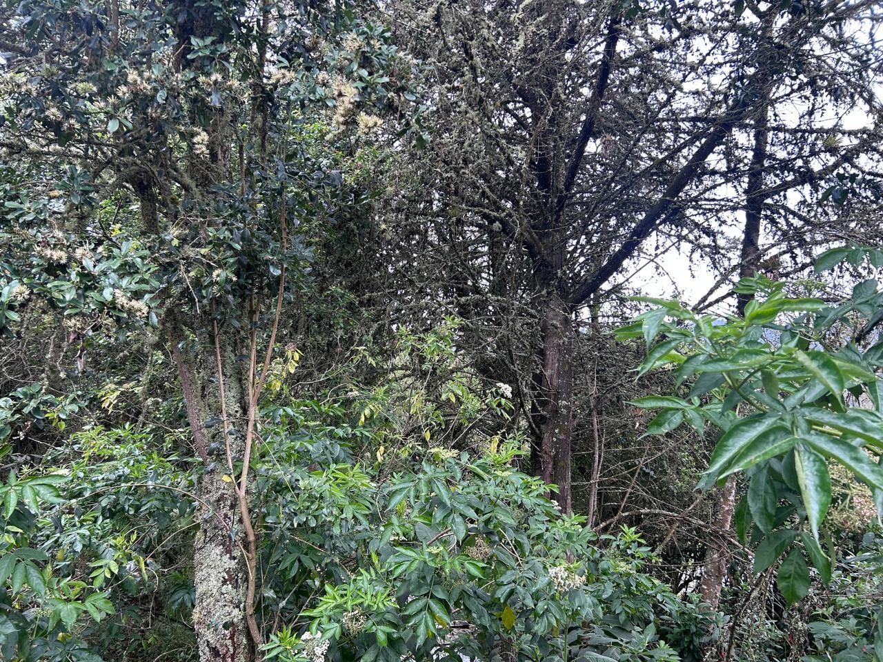 Casa en venta en El Libano, La Calera · foto 18 de 19