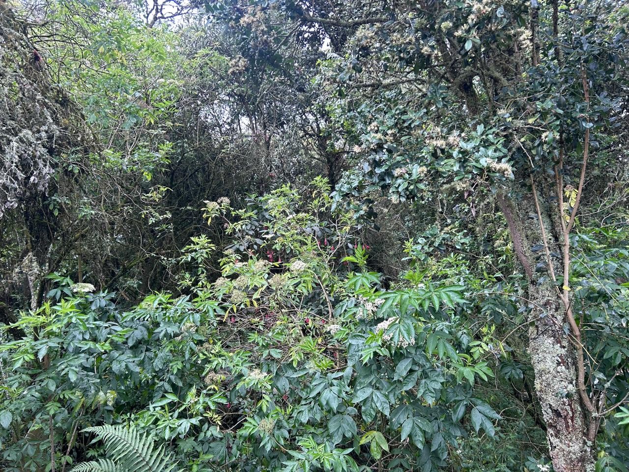 Casa en venta en El Libano, La Calera · foto 17 de 19