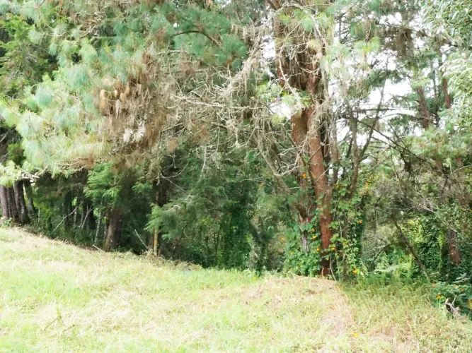 Lote en venta en La Mina, Envigado, 11300 m² · foto 8 de 19