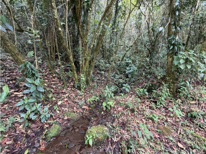 Lote en venta en Corregimiento De Minca, Santa Marta · foto 10 de 24