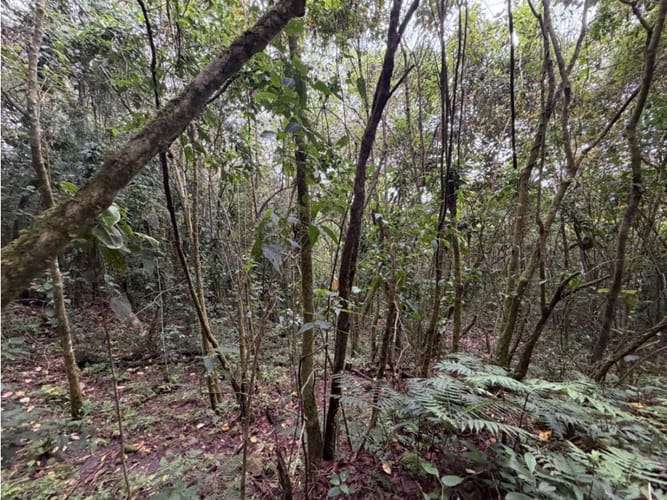 Lote en venta en Corregimiento De Minca, Santa Marta · foto 14 de 24