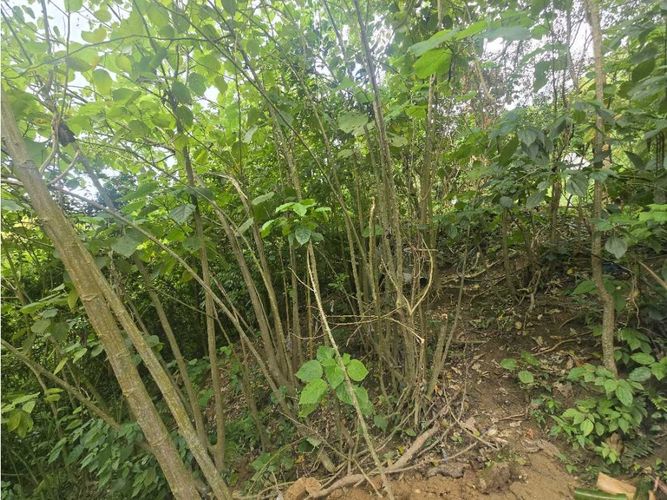 Lote en venta en Corregimiento De Minca, Santa Marta, 2226 m² · foto 3 de 8
