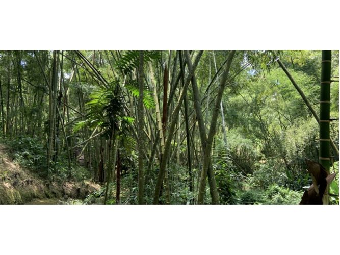 Lote en venta en Pueblito Cafetero, Pereira, 1778 m² · foto 11 de 24
