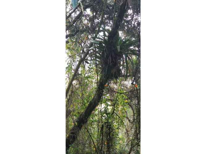 Lote en venta en Altos De Yerbabuena, Chía, 10000 m² · foto 12 de 13