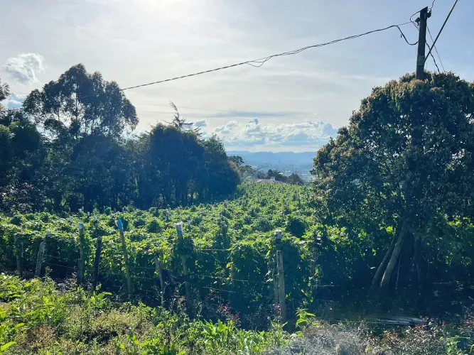 Lote en venta en El Carmen De Viboral, El Carmen de Viboral, 4133 m² · foto 4 de 10