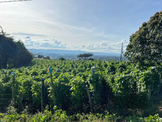 Lote en venta en El Carmen De Viboral, El Carmen de Viboral, 4133 m² · foto 5 de 10