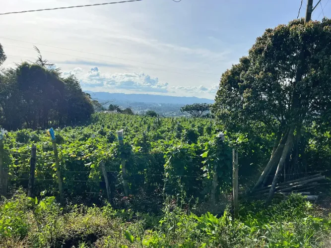 Lote en venta en El Carmen De Viboral, El Carmen de Viboral, 4133 m² · foto 7 de 10