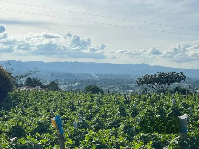 Lote en venta en El Carmen De Viboral, El Carmen de Viboral, 4133 m² · foto 10 de 10