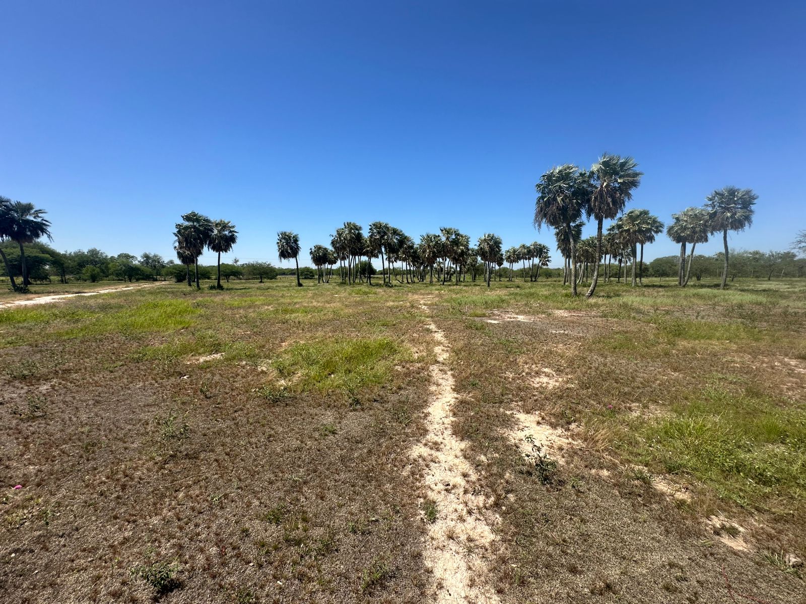 VENTA ! 20 HECTAREAS EN CHACO-I ZONA PUERTO FALCÓN SOBRE RUTA INTERNACIONAL - foto 2