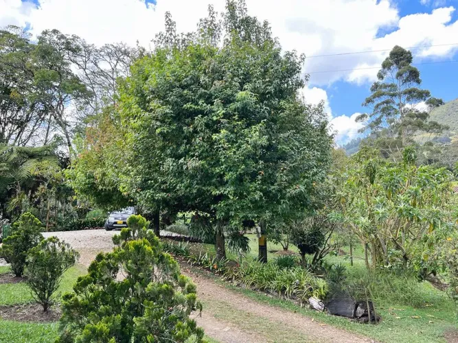 Finca en venta en El Tambo, La Ceja, 38000 m² · foto 3 de 8