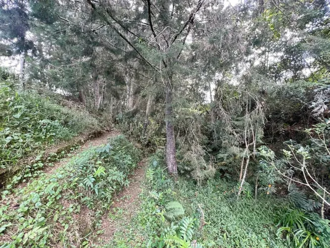 Finca en venta en El Tambo, La Ceja, 38000 m² · foto 7 de 8