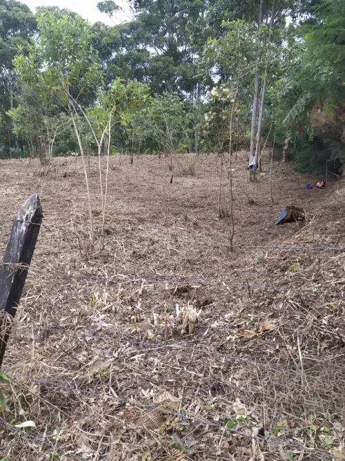 Lote en venta en Los Pinos, Rionegro, 8420 m² · foto 4 de 6