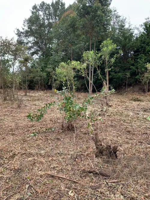 Lote en venta en Los Pinos, Rionegro, 8420 m² · foto 6 de 6