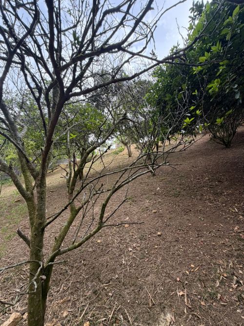 Lote en venta en La Buitrera, Cali, 1690 m² · foto 3 de 4