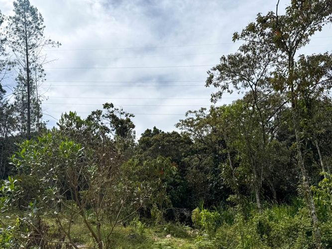 Lote en arriendo en Guapante, Guarne, 10000 m² · foto 3 de 12
