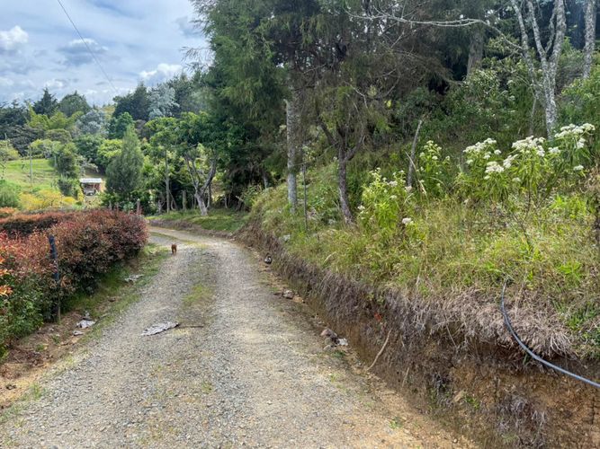 Lote en arriendo en Guapante, Guarne, 10000 m² · foto 4 de 12