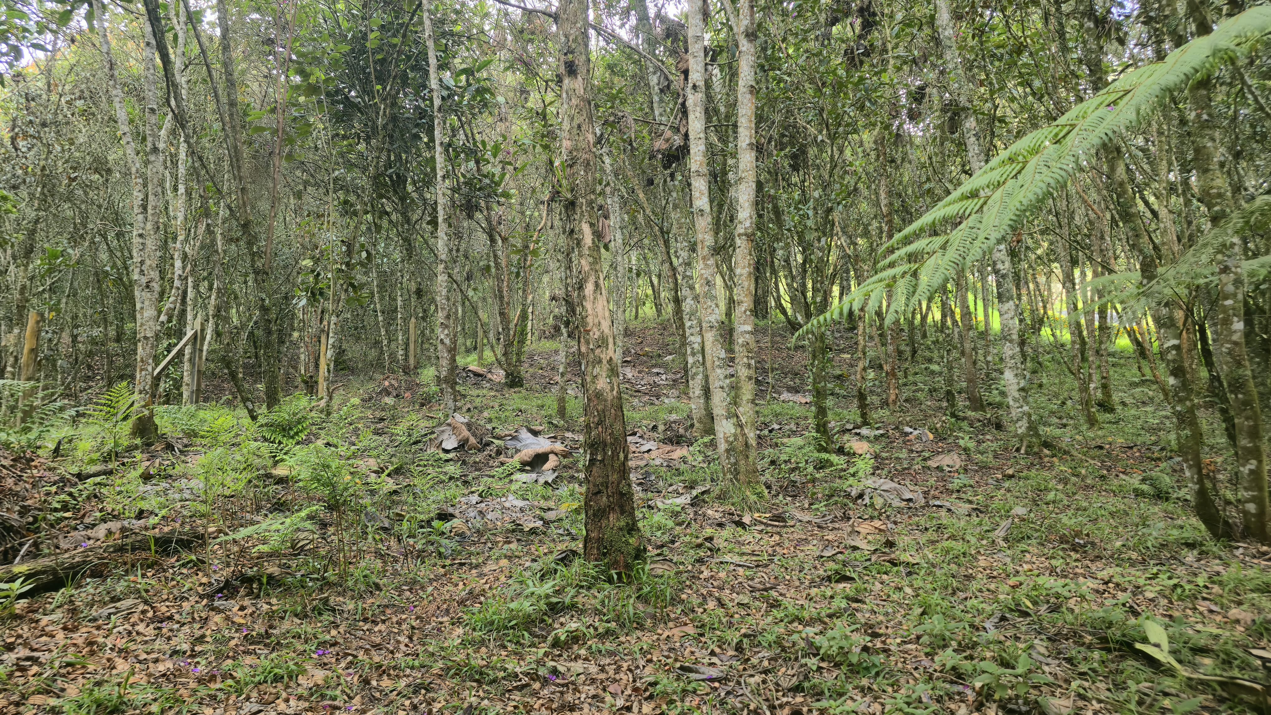 Bild 2 för fastigheten som annonseras i Medellín