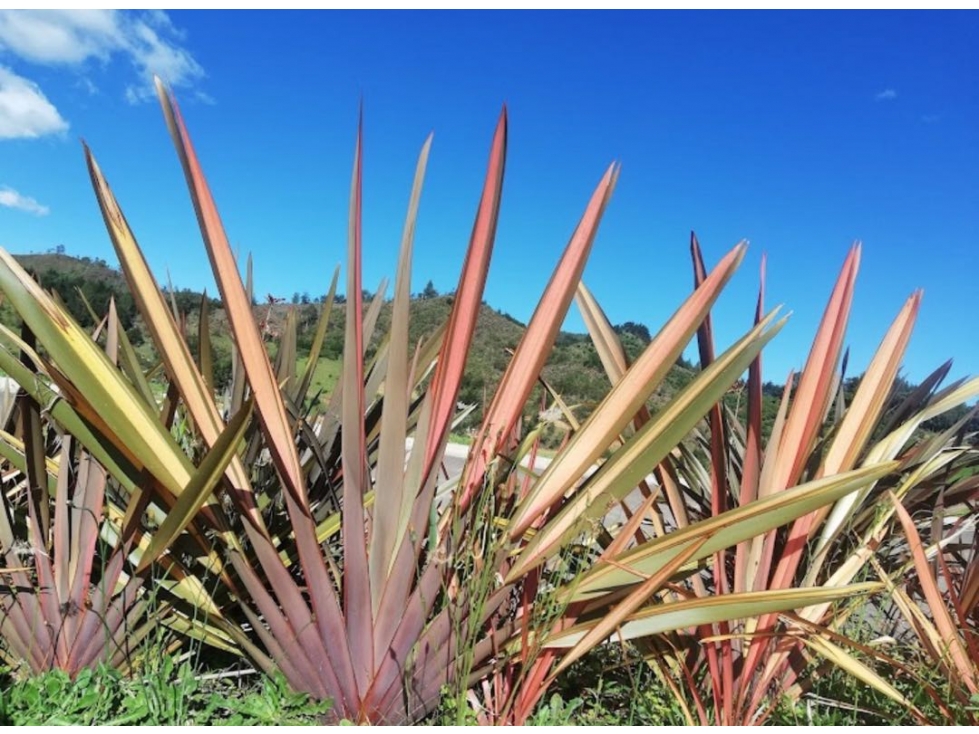 Land in El chuscal (3127 m²) for Sale - 3
