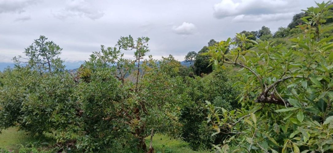 Finca en venta en Pantanillo, El Retiro, 50 m² · foto 8 de 15