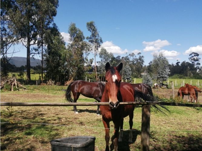 Finca en venta en Los Perez, Chía, 10200 m² · foto 10 de 24