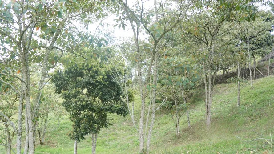 Lote en venta en San Nicolas, La Ceja, 4674 m² · foto 7 de 11