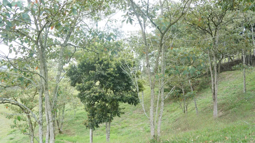 Lote en venta en San Nicolas, La Ceja, 4674 m² · foto 8 de 11