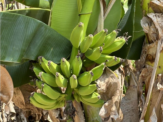 Finca en venta en Corregimiento De Minca, Santa Marta · foto 7 de 24