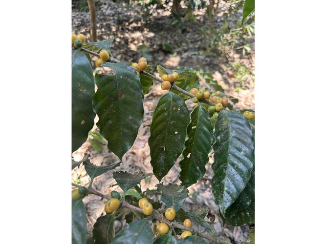 Finca en venta en Corregimiento De Minca, Santa Marta · foto 11 de 24