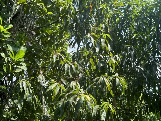 Finca en venta en Corregimiento De Minca, Santa Marta · foto 16 de 24