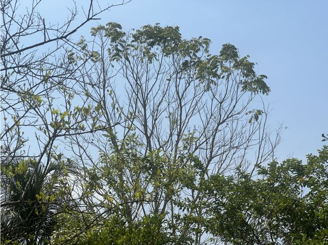 Finca en venta en Corregimiento De Minca, Santa Marta · foto 20 de 24