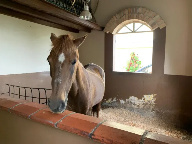 Finca en venta en Sajonia, Rionegro, 350 m² · foto 19 de 24