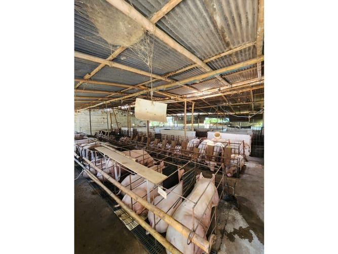 Finca en venta en Caimalito, Pereira · foto 13 de 22