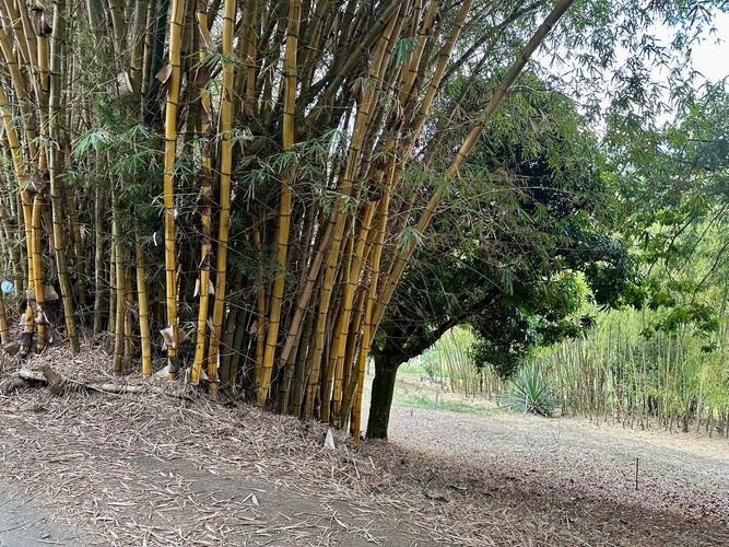 Lote en venta en La Buitrera, Cali, 3000 m² · foto 9 de 9
