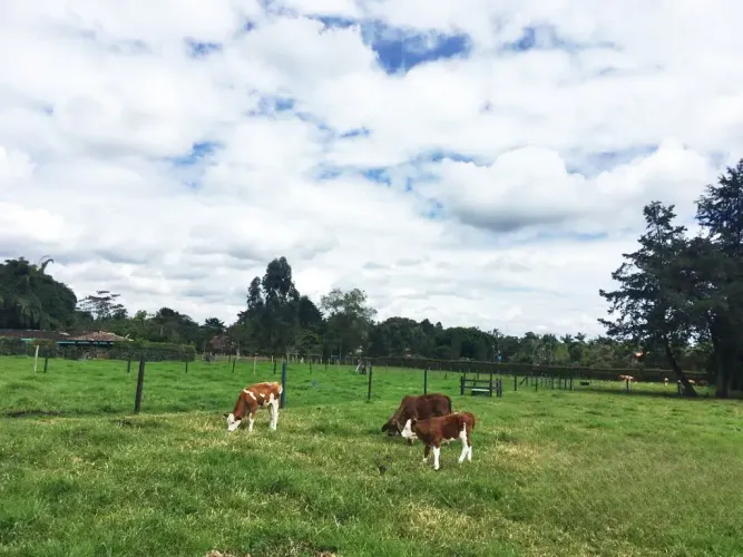 Lote en venta en Llano Grande, Rionegro, 10000 m² · foto 14 de 24