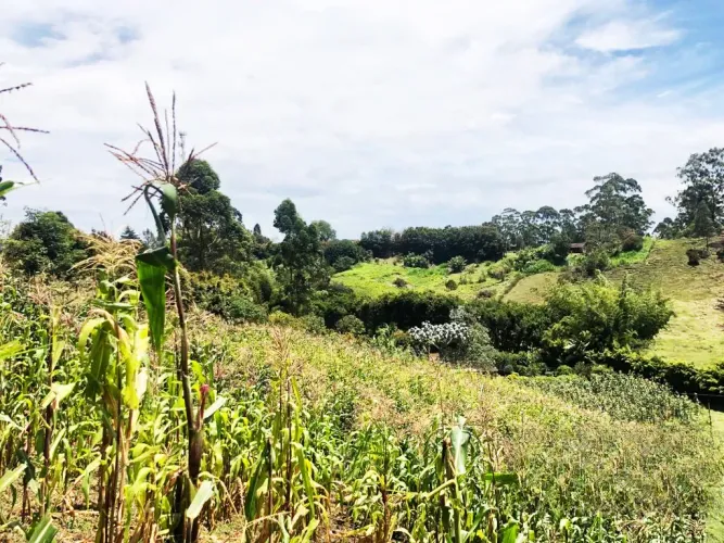 Lote en venta en Santa Ana, Rionegro, 11161 m² · foto 16 de 24