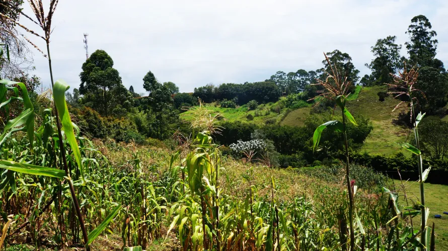 Lote en venta en Santa Ana, Rionegro, 11161 m² · foto 19 de 24