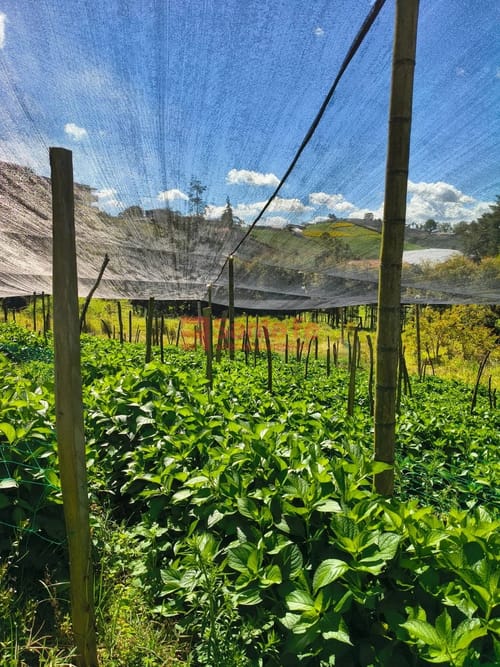 Lote en venta en El Carmen De Viboral, El Carmen de Viboral, 4932 m² · foto 8 de 10