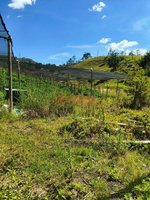 Lote en venta en El Carmen De Viboral, El Carmen de Viboral, 4932 m² · foto 9 de 10