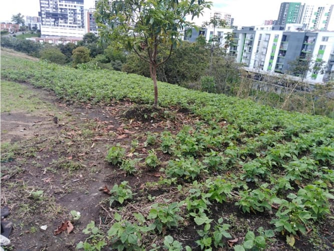Lote en venta en Sector Parque Valencia, Armenia, 10800 m² · foto 5 de 7
