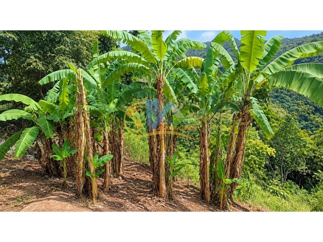 Lote en arriendo en El Verde, Bucaramanga, 100 m² · foto 2 de 5