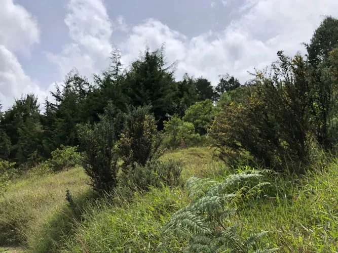 Lote en venta en El Chuscal, El Retiro, 2369 m² · foto 10 de 15