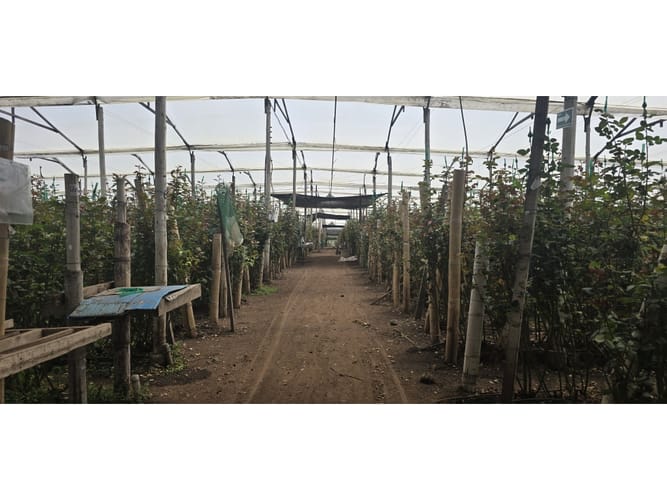 Lote en venta en Cerezos, Mosquera, 76800 m² · foto 4 de 14