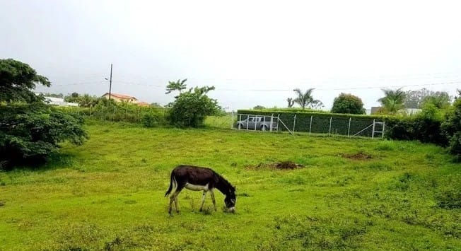 Lote en venta en Cerritos, Pereira, 2576 m² · foto 3 de 4