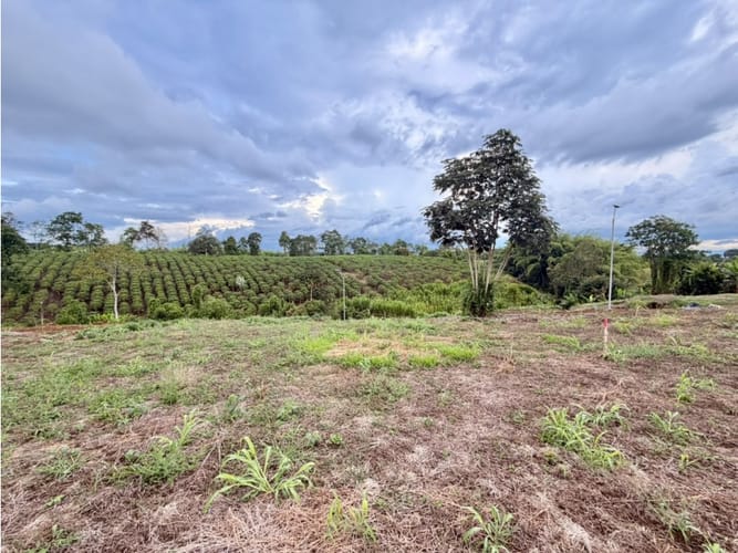Lote en venta en Pueblo Tapao, Armenia, 1200 m² · foto 10 de 12